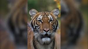 Coronavirus: Tiger Tests Positive At Bronx Zoo