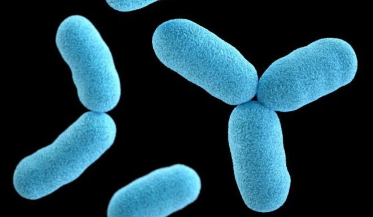 Diphtheria Outbreak Confirmed in Kaduna: Symptoms, Cure, and Preventive Measures