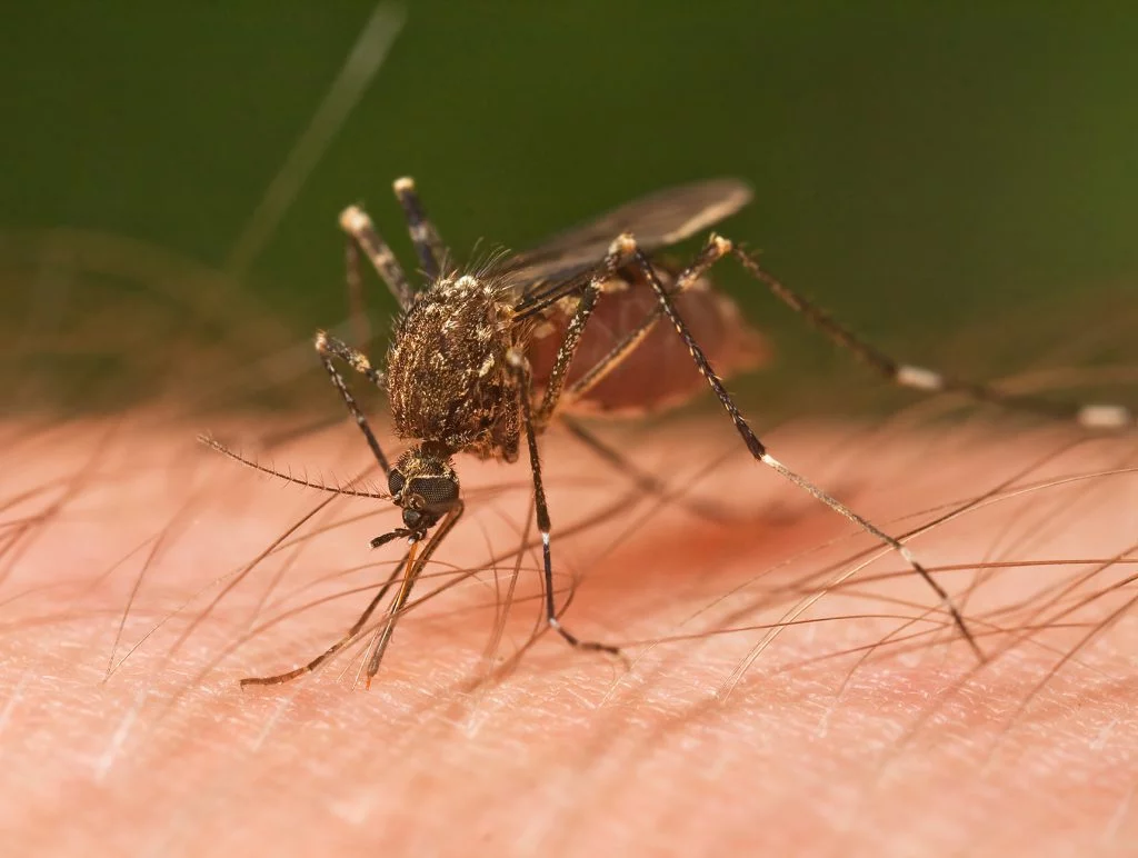 Dengue Fever Outbreak Confirmed in Sokoto: Here’s What You Need to Know