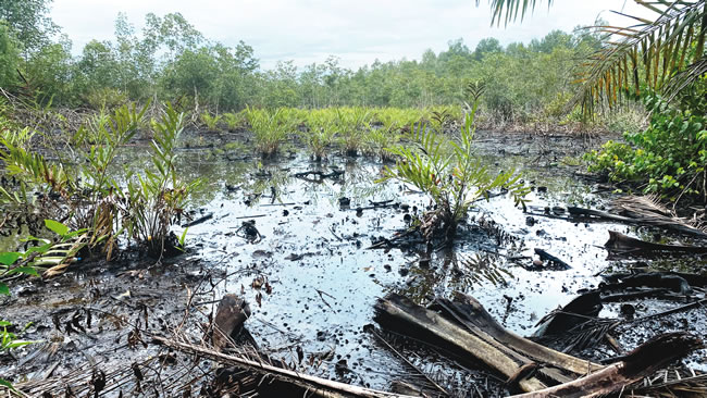 Fresh Oil Spill in Niger Delta Raises Alarms and Safety Concerns
