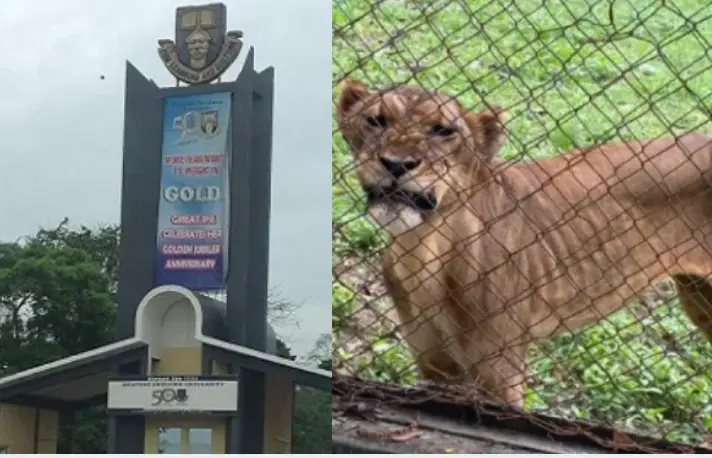 Safety Concerns Arise After 9-Year-Old Lion Kills Zookeeper In OAU