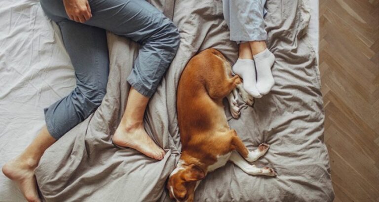Sleeping Next To Your Pet Is Better Than Your Partner, See Why