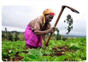 Why you should stop growing vegetables with fertilizer; Prof. Musa