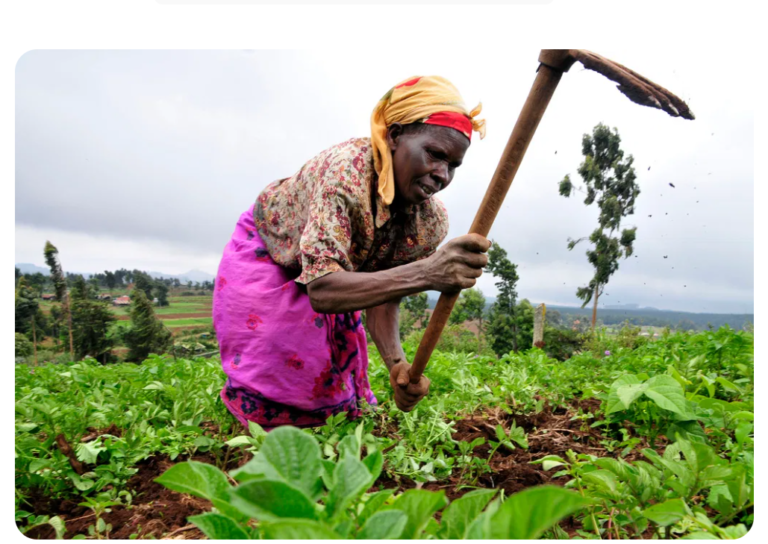 Why you should stop growing vegetables with fertilizer; Prof Musa