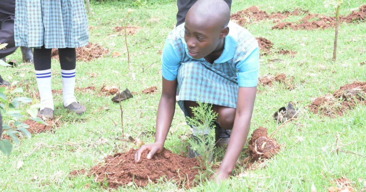 To honour International Day of Forests, residents plant 2000 trees