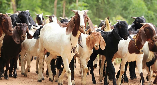 Anthrax Outbreak: Is Burning and Burying Infected Animals the Right Approach?