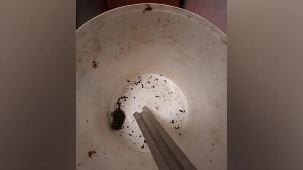 Bakery Shut Down After Shocking Hygiene Violations: A Lesson in Food Safety