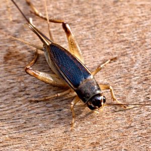 Eliminating Insects Small Pests