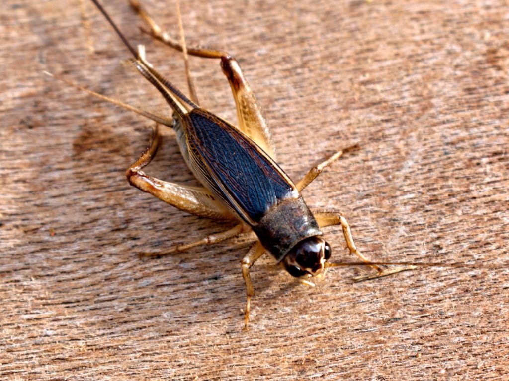 Effective Strategies for Permanently Eliminating Insects and Small Pests from Your Home