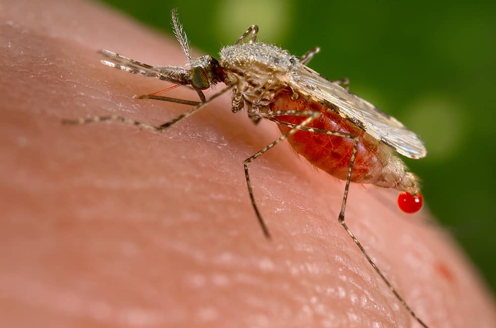 Do Mosquitoes Prefer Certain Blood Types? Research Reveals Surprising Results